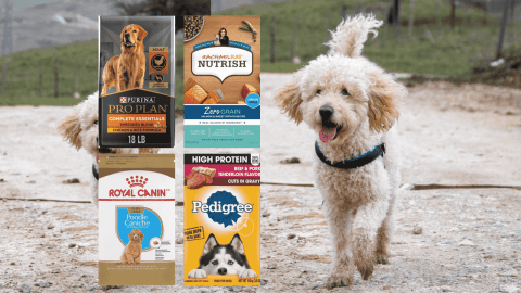 Dog Food for Goldendoodles