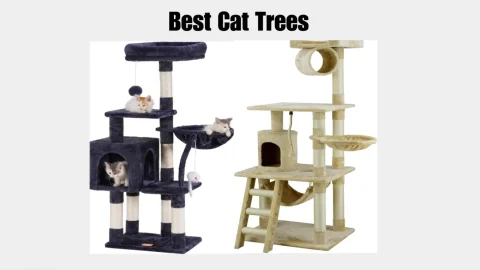 Best Cat Trees
